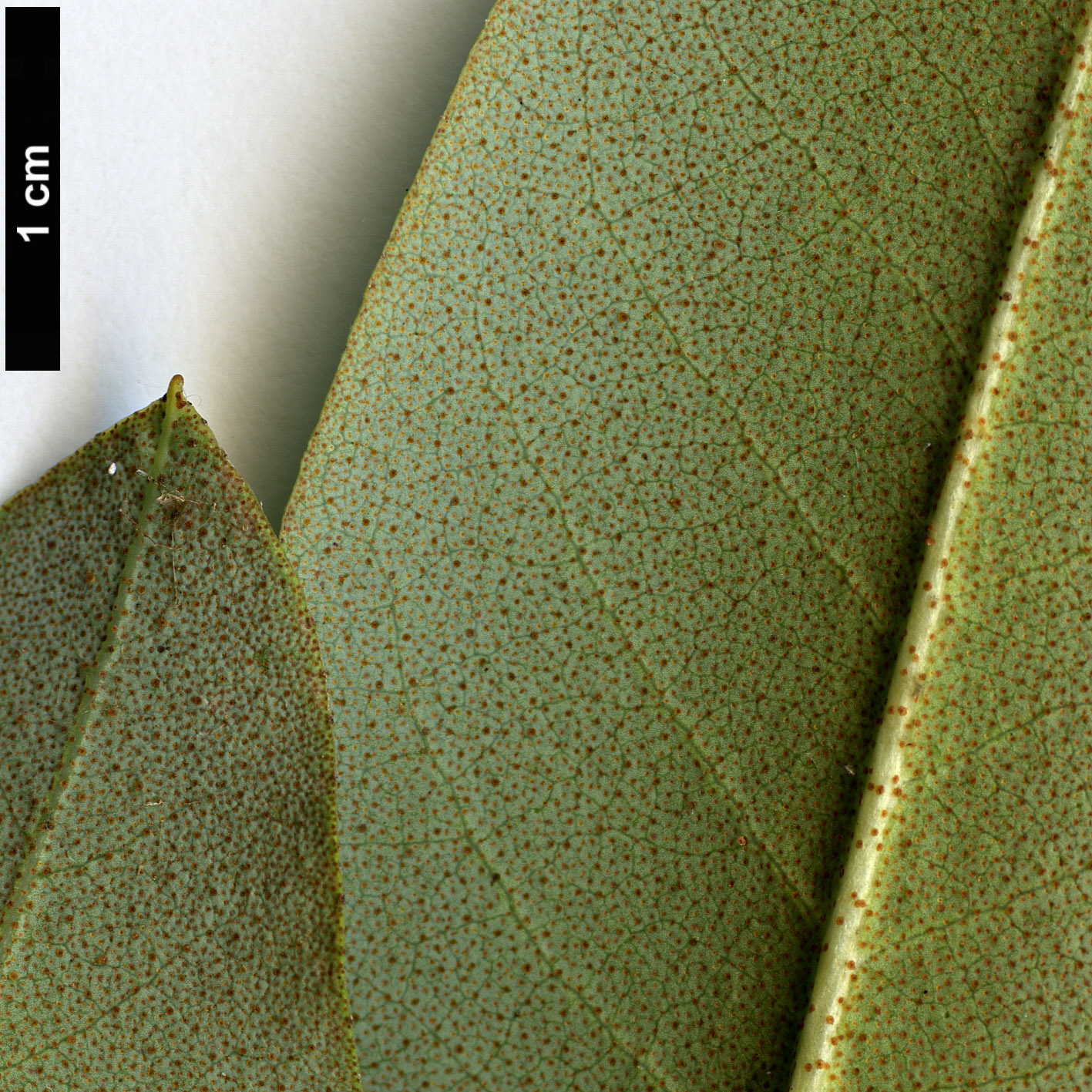 High resolution image: Family: Ericaceae - Genus: Rhododendron - Taxon: cinnabarinum - SpeciesSub: subsp. xanthocodon